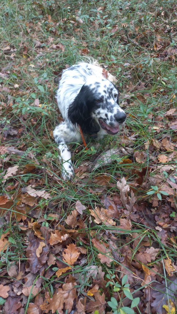 Ugo du Parc des Chaumes