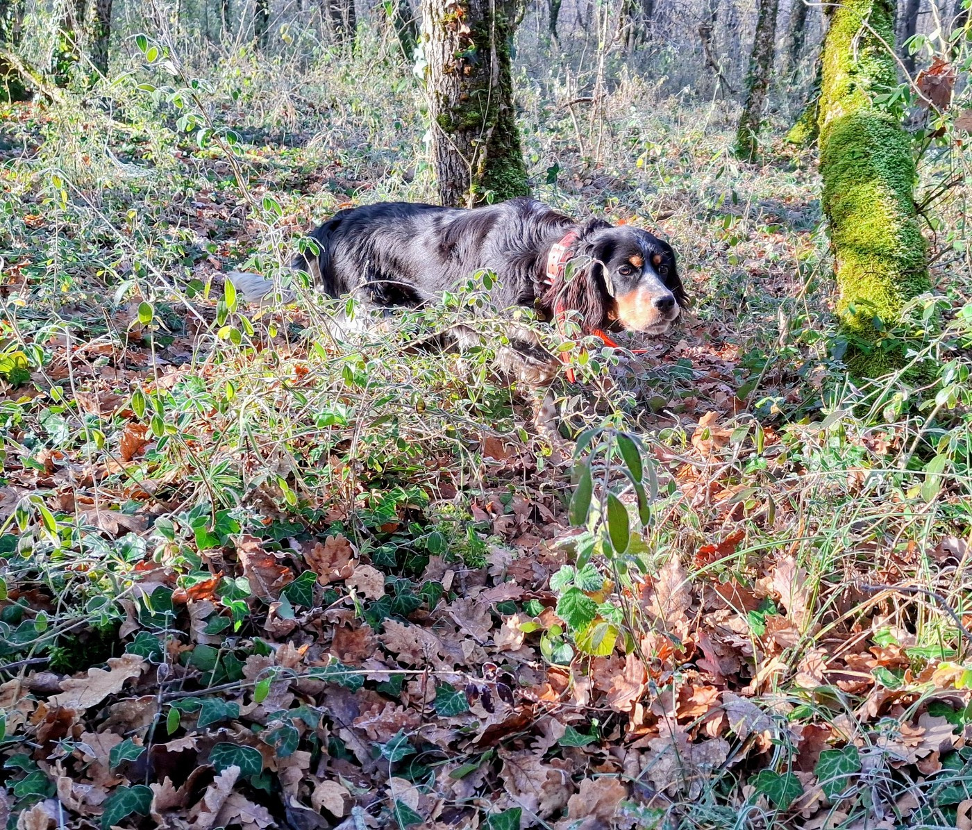 Astine De La Source De Salbart