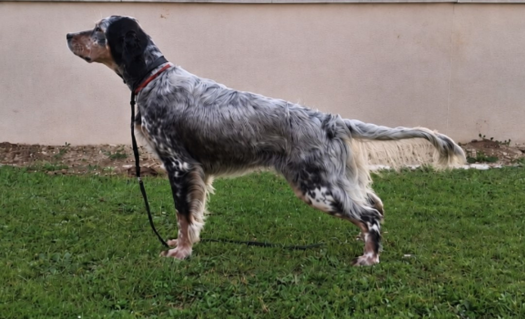 EXPOSITION SAINT JEAN D'ANGELY 18/05/2026 Spéciale Setter Anglais