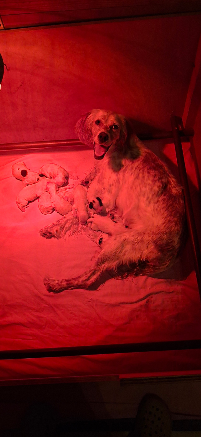 De La Source De Salbart - Naissance des chiots de : Uxi de la Source de Salbart dite Urielle & Venom des Cabanes Tchanquées
