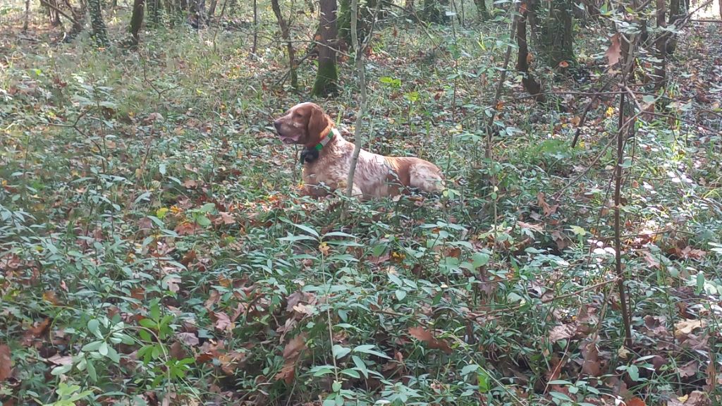 18/10/2025 Linna a rejoint le paradis des bécasses 